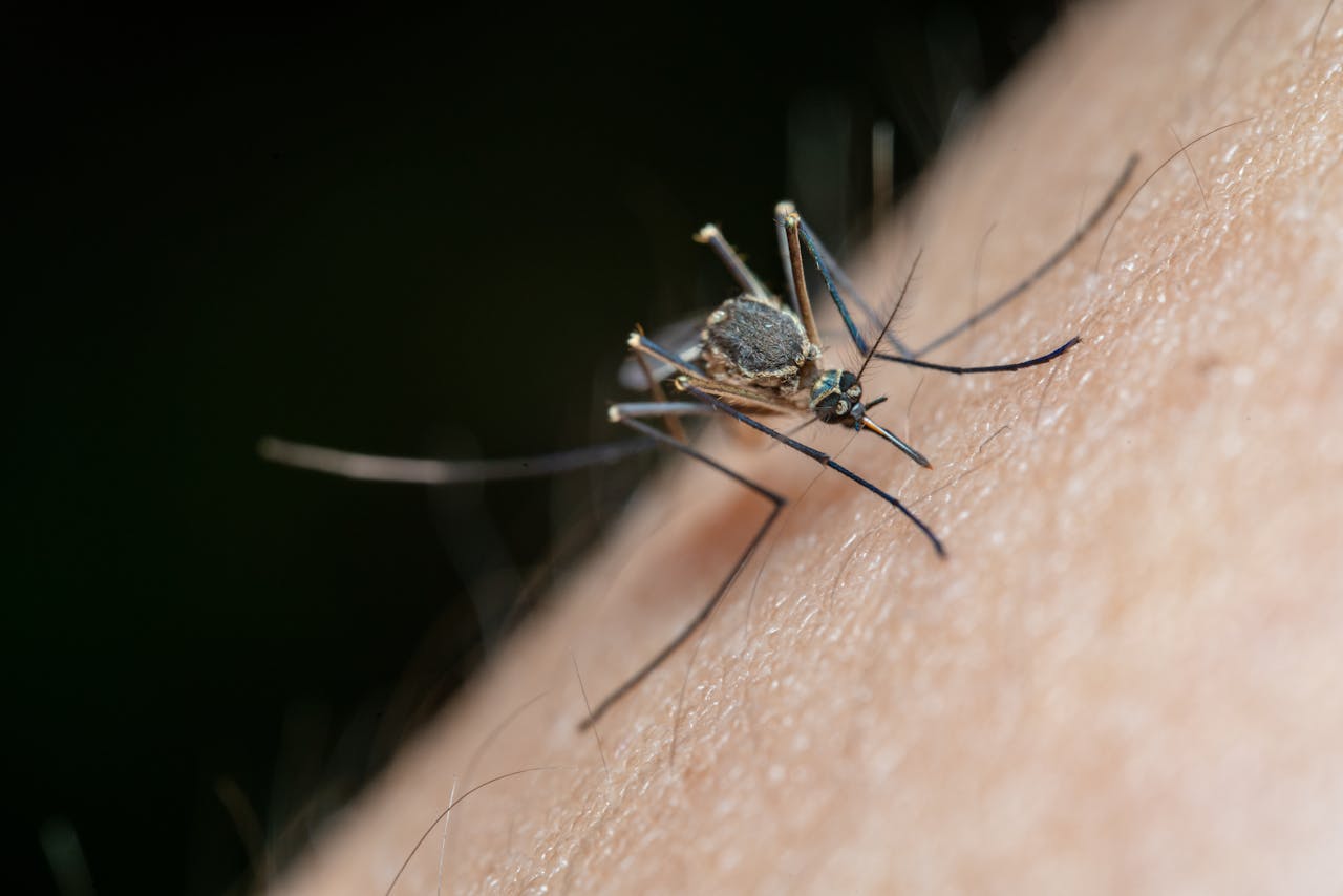 hero-img-02 Detailed macro shot of a mosquito on human skin, highlighting nature and insect life.