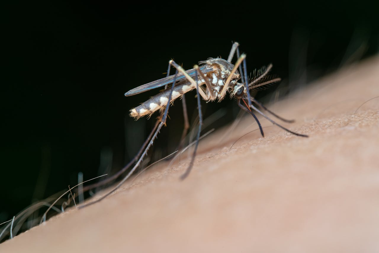 services-02 Close-up view of a mosquito feeding on human skin in a detailed macro shot.