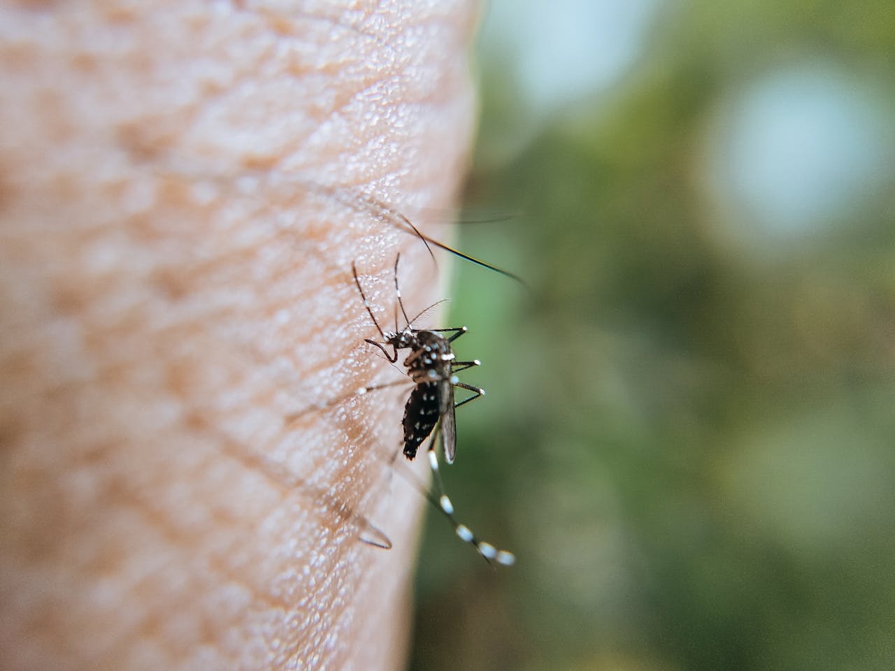 services-01 Detailed macro shot of a mosquito biting human skin, highlighting the insect's features.
