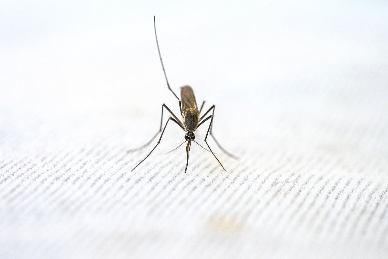 about-01 Detailed close-up of a mosquito standing on a textured white surface.