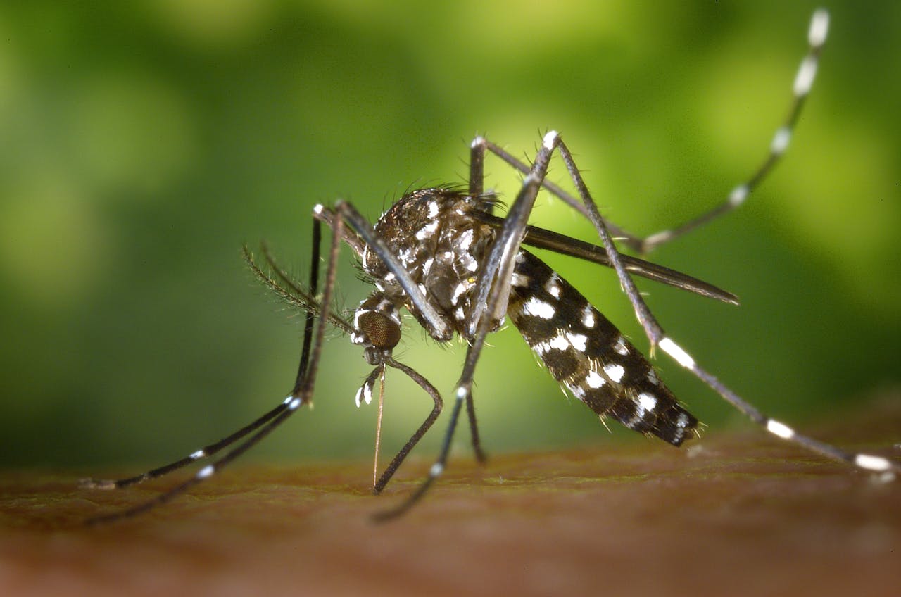 hero-img-01 Detailed macro capture of Aedes albopictus mosquito on human skin.